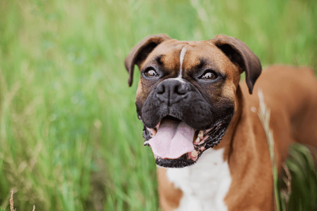 Is Owning a Boxer Dog a Good or Bad Idea?